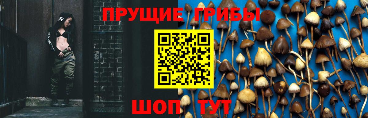 Псилоцибиновые грибы Psilocybe Нижний Новгород